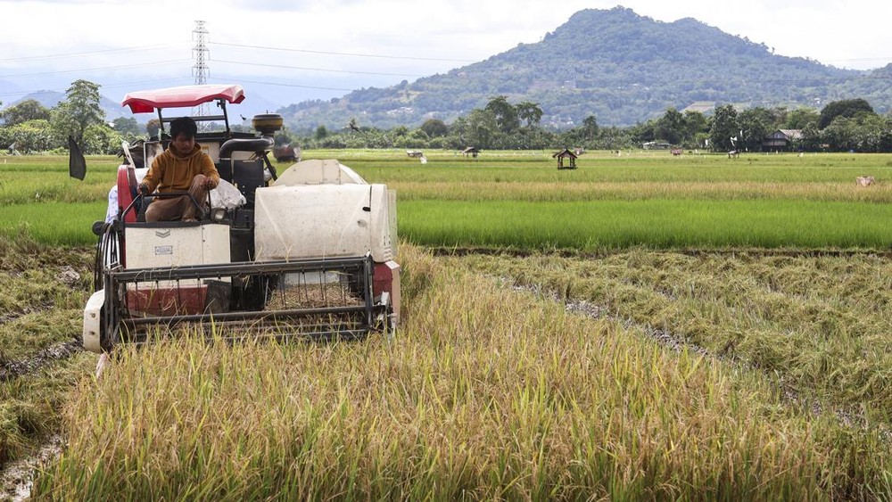 Ekspor Beras 2000 Ton: Amankah?