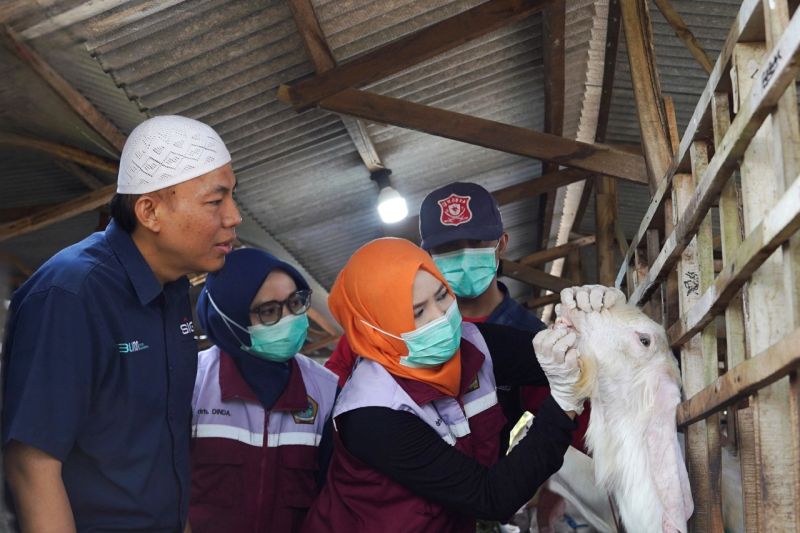  SIG Kurban 21 Ton! Warga Sumringah di 20 Provinsi