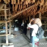 Tembakau Deli Terancam? Ini Kata Sejarawan!