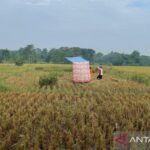 Bulog Cirebon Gercep! Serap Gabah Petani Dibantu 160 Mitra