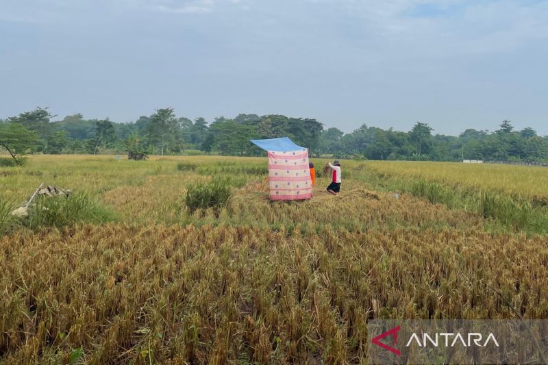 Bulog Cirebon Gercep! Serap Gabah Petani Dibantu 160 Mitra
