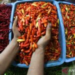 Harga Bawang & Cabai Naik? Cek Update Harga Pangan!