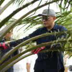  PalmCo Genjot ROA 10%! Jurus Jitu BUMN Sawit