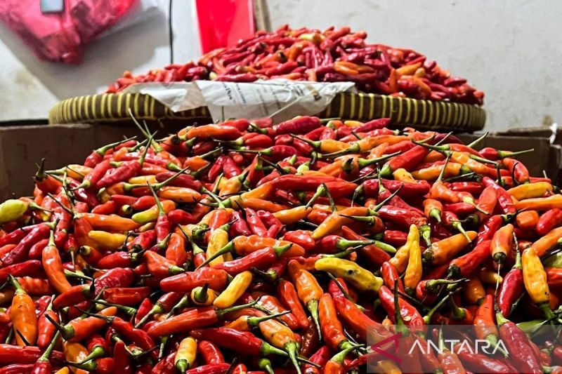 Harga Cabai Meroket Jelang Idul Adha? Cek Faktanya!