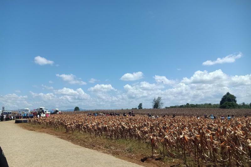 Prabowo Panen Jagung! Kalbar Jadi Lumbung Pangan?