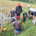  Sawah Garut Diserbu Tikus! Petani Lakukan Ini...