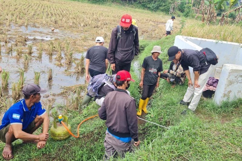  Sawah Garut Diserbu Tikus! Petani Lakukan Ini...