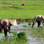 Petani Lenyap? Regenerasi Mendesak!