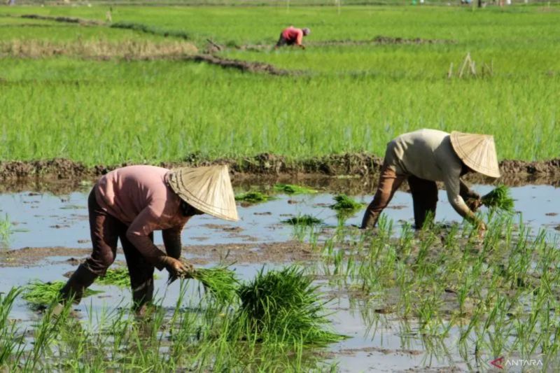 Petani Lenyap? Regenerasi Mendesak!