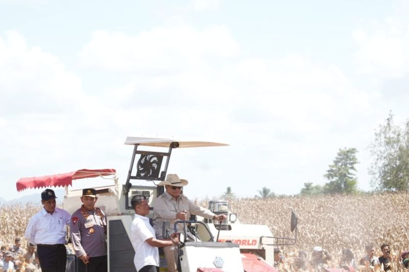 Petani Kalbar Sumringah! Panen Jagung Berkah Prabowo?