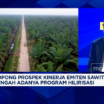 CBUT Bidik Biodiesel! Hilirisasi Sawit Makin Ngegas?
