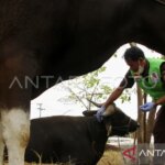 Cuaca Ekstrem Ancam Stok Daging Nasional? Ini Kata Ahli!