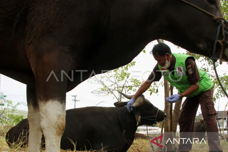 Cuaca Ekstrem Ancam Stok Daging Nasional? Ini Kata Ahli!