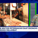 Harga Ayam Terjun Bebas? Jurus Ampuh Thailand Bisa Jadi Solusi!