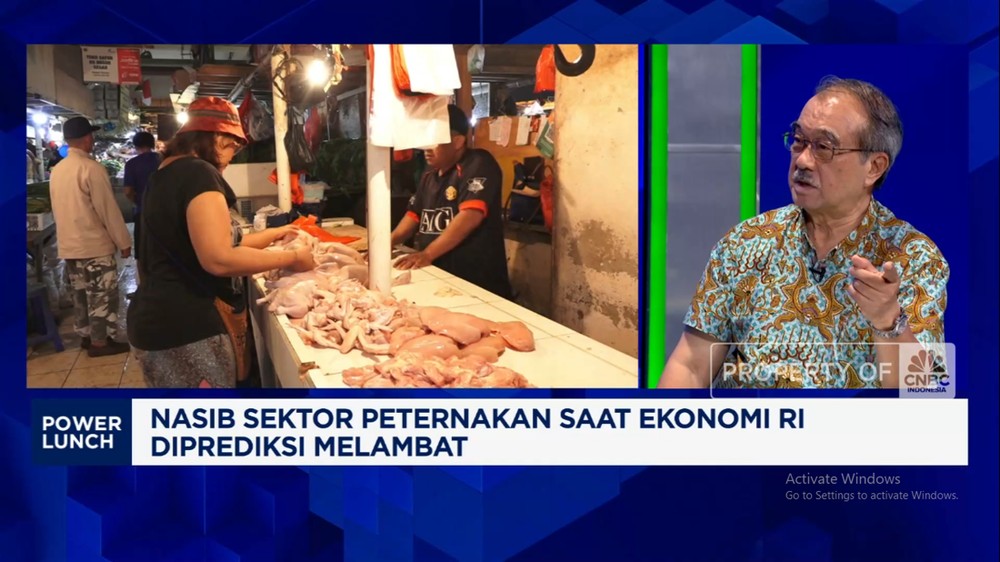 Harga Ayam Terjun Bebas? Jurus Ampuh Thailand Bisa Jadi Solusi!
