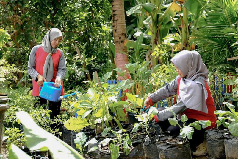  Limbah Sapi Jadi Cuan? SIG Berdayakan Ratusan Wanita!