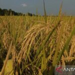  Panen Padi Anjlok! Mei 2025 Bikin Petani Merana?