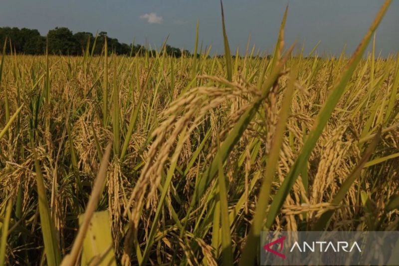  Panen Padi Anjlok! Mei 2025 Bikin Petani Merana?