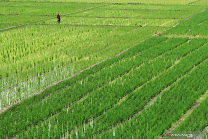 Bakteri: Pahlawan Baru Pertanian Indonesia?