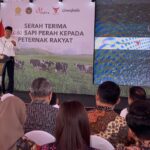 Sapi Impor Australia: Amankah Susunya? Ini Kata Barantin!