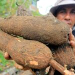 Singkong RI: Dilema Harga vs. Kualitas, Ini Solusinya!