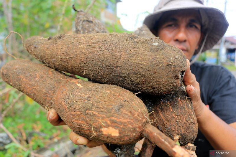 Singkong RI: Dilema Harga vs. Kualitas, Ini Solusinya!