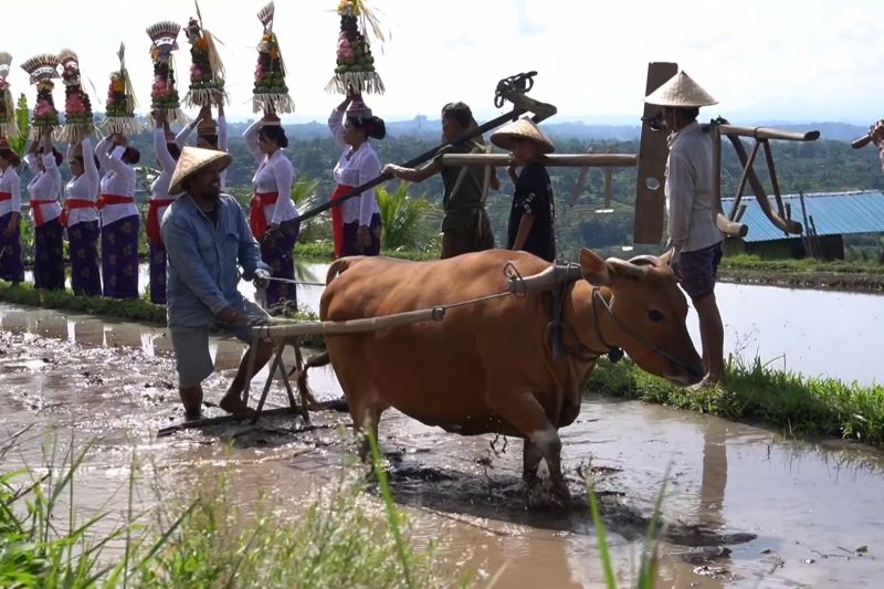  Jatiluwih Memukau! Festival Pertanian Digelar Meriah