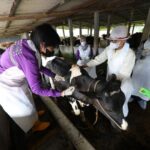 PMK Mengancam! DPR Turun Tangan Selamatkan Ternak