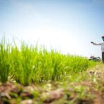 Petani Klaten Kaya Mendadak! Temukan 16 Kg Emas di Sawah