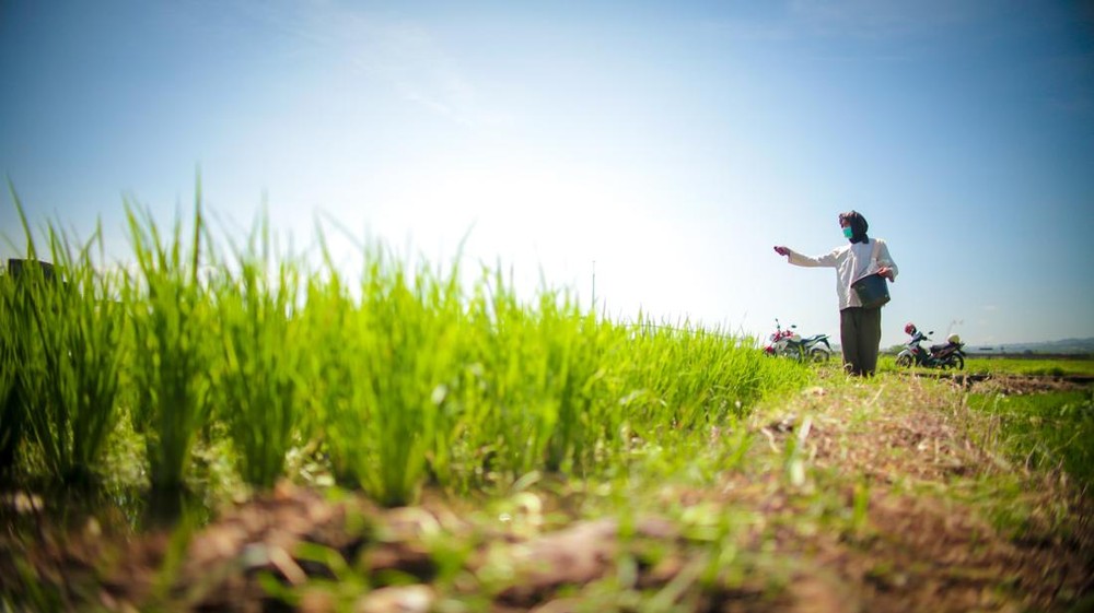 Petani Klaten Kaya Mendadak! Temukan 16 Kg Emas di Sawah