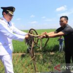 Indramayu Lepas Predator! Tikus Sawah Auto Minggat?