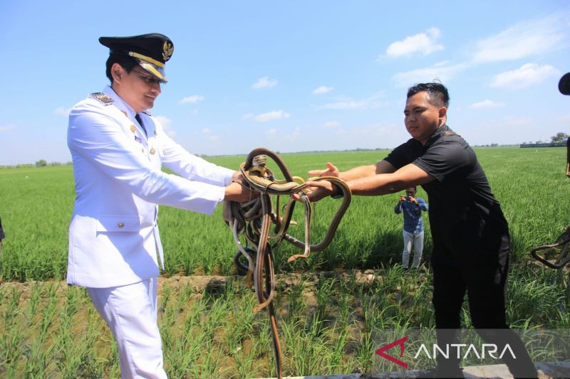 Indramayu Lepas Predator! Tikus Sawah Auto Minggat?