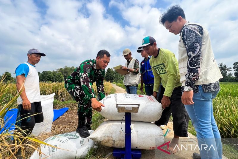 Petani Tersenyum: Bulog Sikat Tengkulak, Harga Gabah Naik!