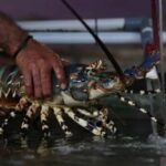  Lobster Pangandaran Aman? Riset Ungkap Fakta Mengejutkan!