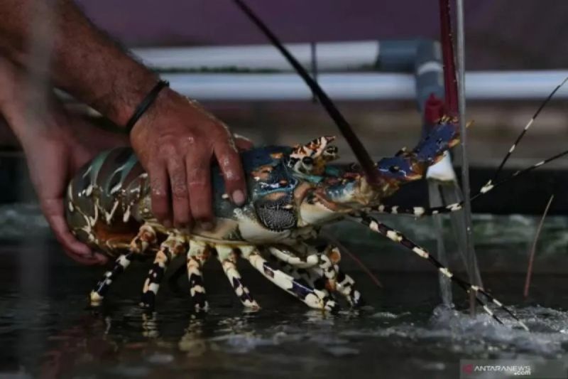  Lobster Pangandaran Aman? Riset Ungkap Fakta Mengejutkan!