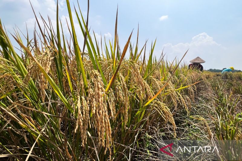 Cirebon Genjot Produksi! LTT Lampaui Target?