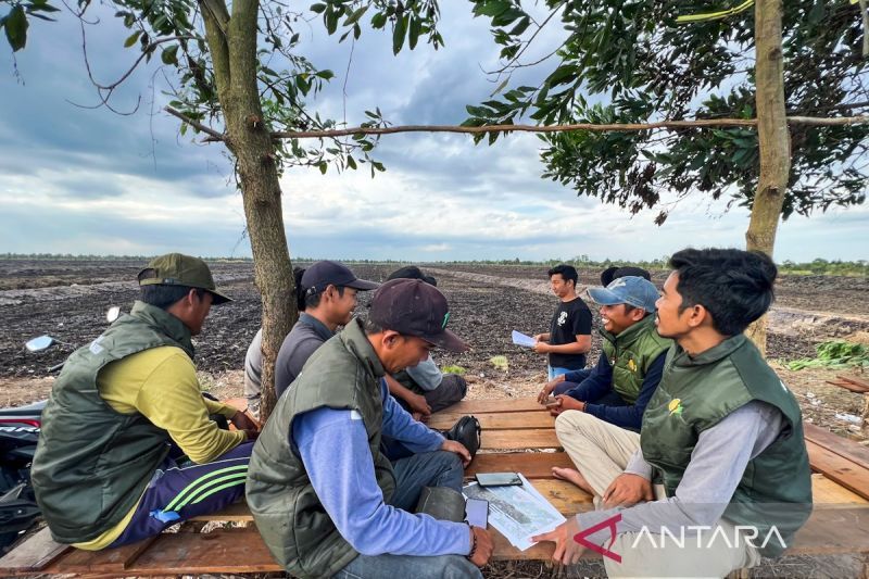 Petani Kalsel Incar Omzet Miliaran Rupiah dari Sawah Canggih!