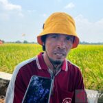 Petani Cirebon Tersenyum Lebar: Harga Gabah Naik!