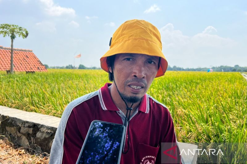 Petani Cirebon Tersenyum Lebar: Harga Gabah Naik!
