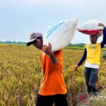 Petani Cirebon: Padi Sumber Nafkah Desa!