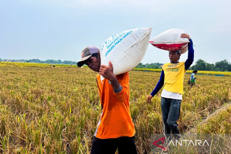 Petani Cirebon: Padi Sumber Nafkah Desa!