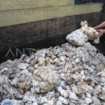 Karet Aceh Harus Diolah di Daerah Sendiri!