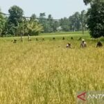 Petani Sumut Untung! Bulog Serap Gabah Ratusan Ton