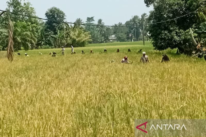 Petani Sumut Untung! Bulog Serap Gabah Ratusan Ton