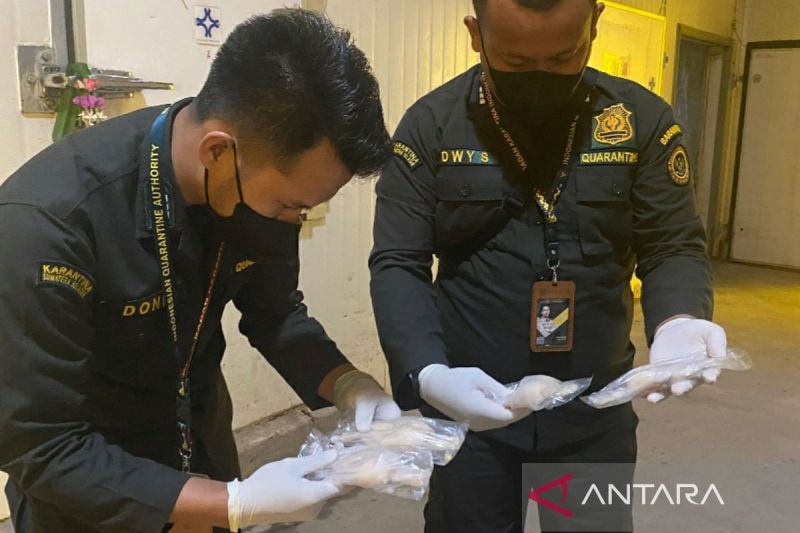 Paha Kodok Rawa Sumsel Terbang ke Prancis, Kok Bisa?