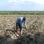 Petani Ngawi Tinggalkan Tembakau, Pilih Padi! Ada Apa?