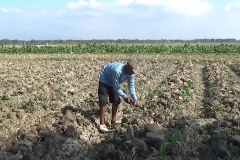 Petani Ngawi Tinggalkan Tembakau, Pilih Padi! Ada Apa?