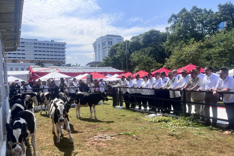Sapi Unggul Terancam? Bappenas Minta Inovasi Dipatenkan!
