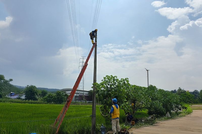 Listrik PLN Aliri Sawah Ponorogo, Panen Melimpah?