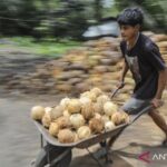  Kelapa Kaya Manfaat: 9 Produk Bernilai Tinggi!